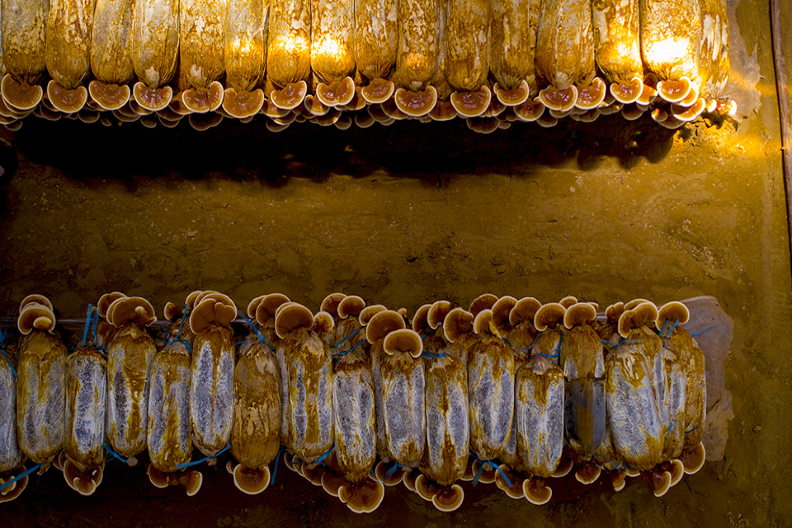 冠县灵芝文化产业园